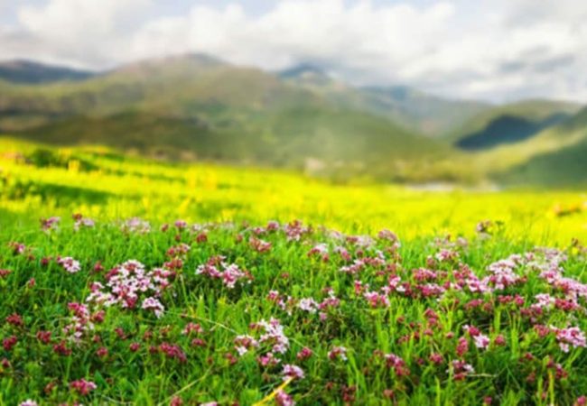 Plant of pink flower at highland meadow in Pyrenees